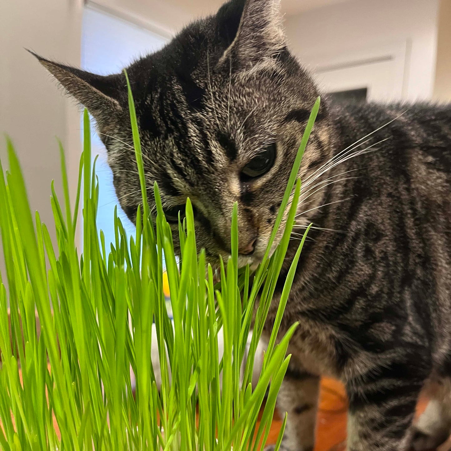 Cat eating fresh cat grass.