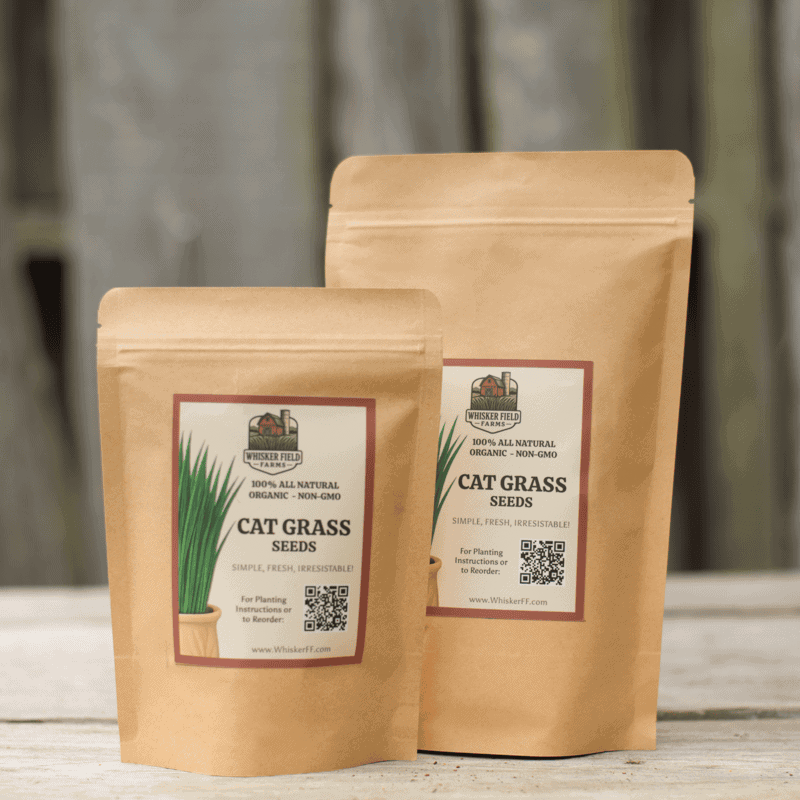 Cat Grass Seeds - Bulk