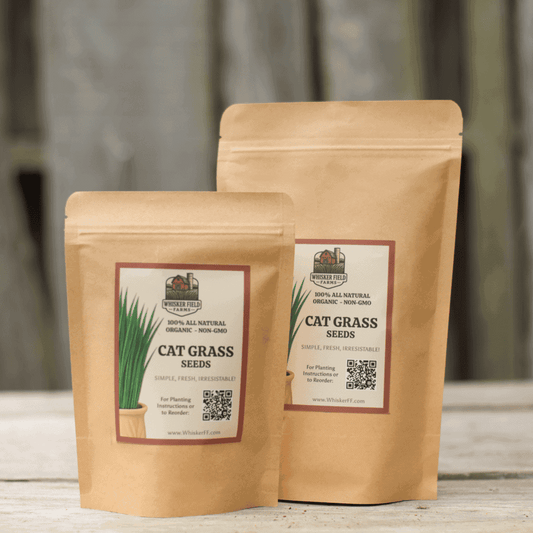 Cat Grass Seeds - Bulk