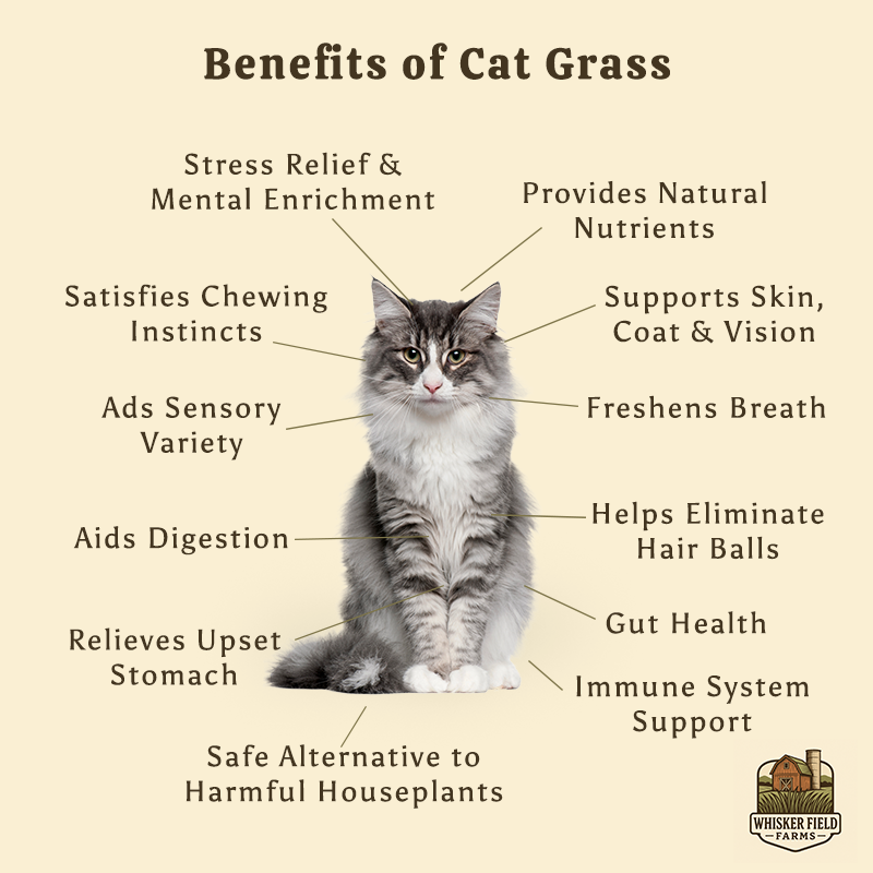 Benefits of Cat Grass chart.